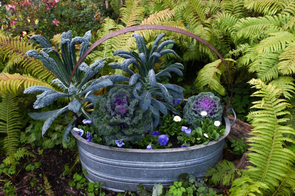 An old metal washtub has been converted to a planter growing kale, cabbage and flowers.
