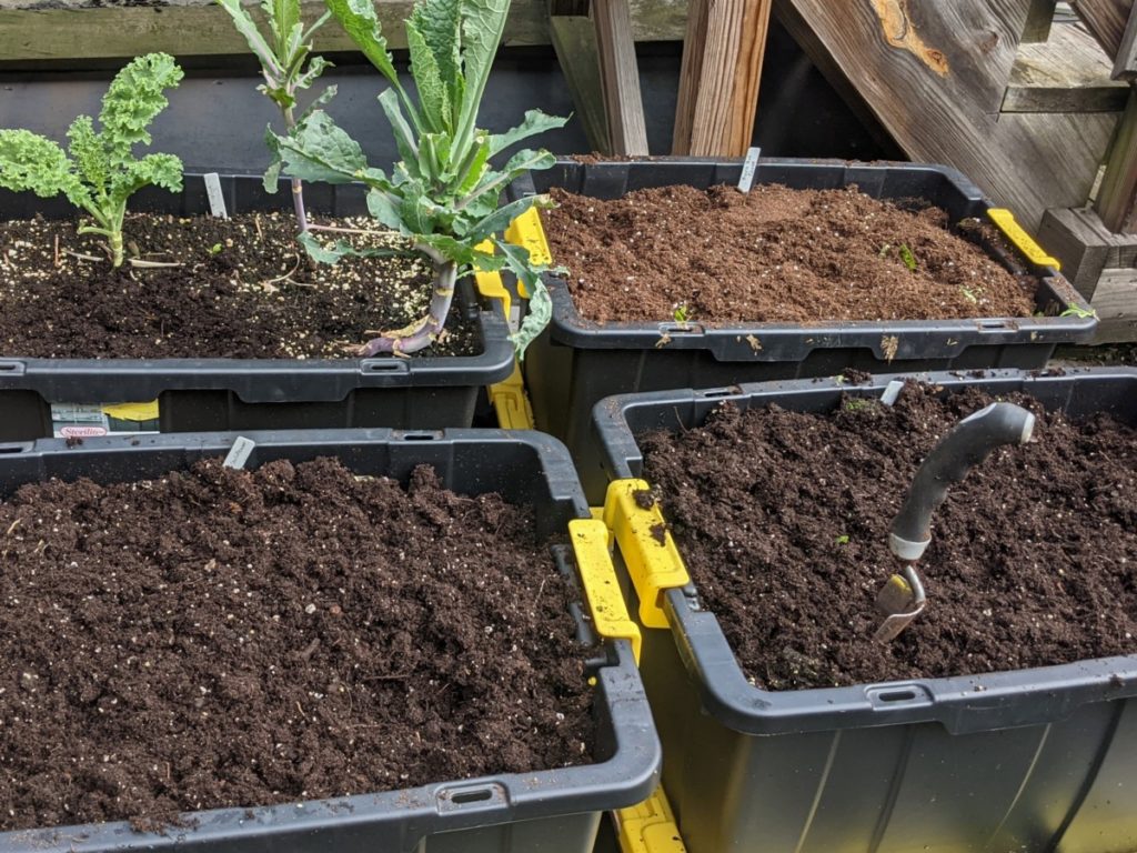 Four large black plastic storage totes have been filled with growing media to be used as small container gardens. 