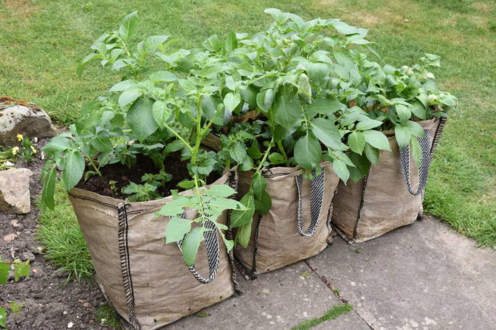 Three cloth grow bags with potatoes growing from them.