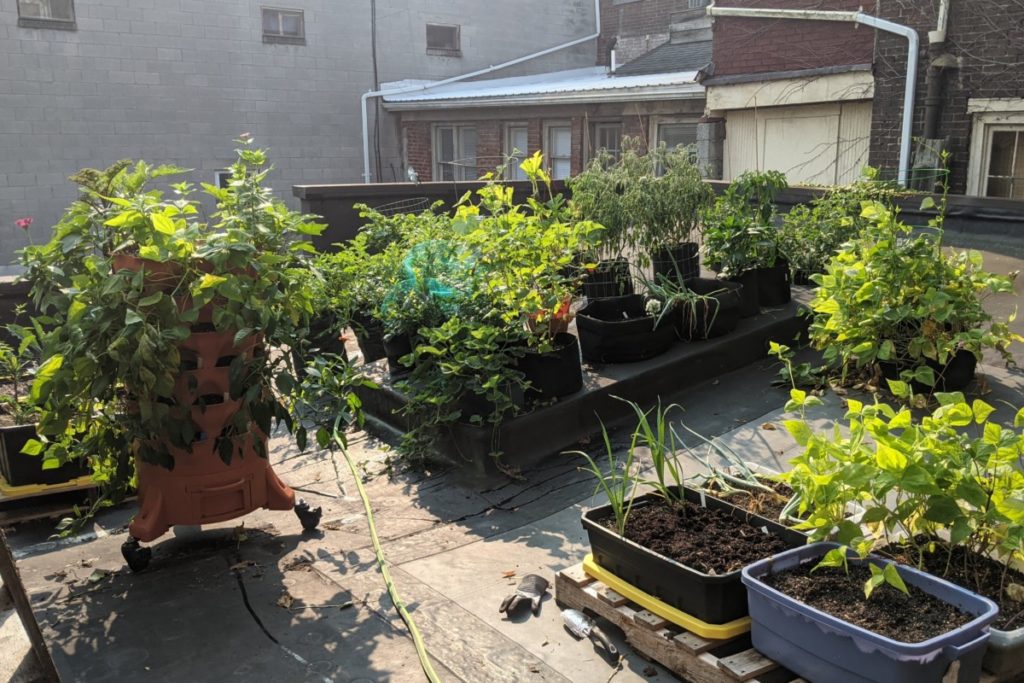 A rooftop with many grow bags and plastic storage totes used to grow vegetables. There is a Garden Tower planted with beans, eggplants and flowers and herbs.