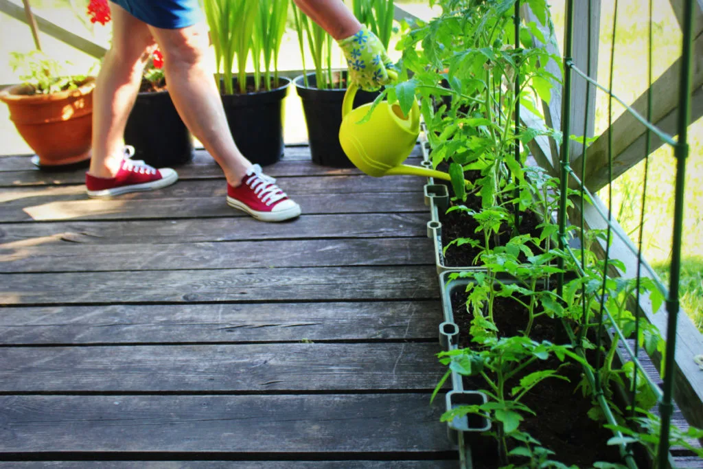 A woman's legs can be seen as she bends over and waters tomato plants growing in containers on her porch.