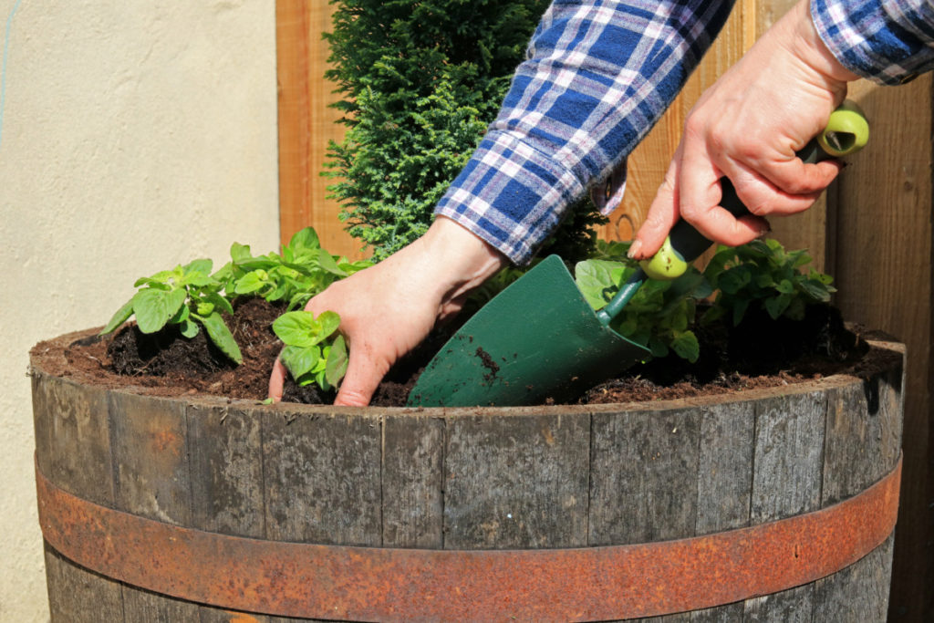 A woman's hands can be seen holding a trowel and planting small seedlings in an old wood barrel planter.