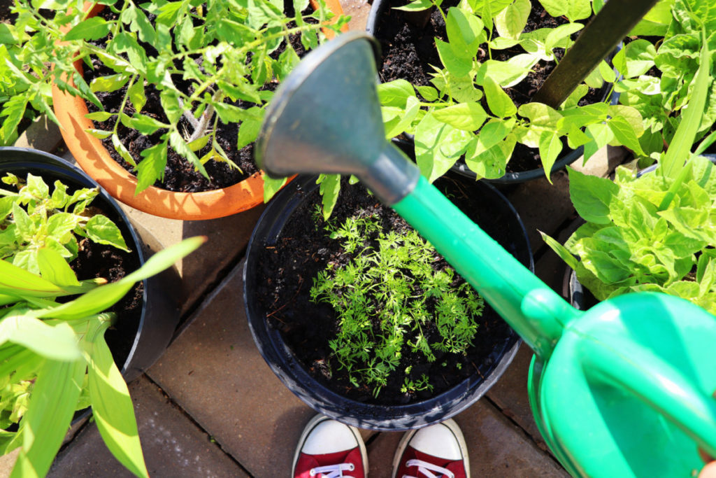 Overhead view of several potted plants. Someone's sneakers can be seen and a watering can is held aloft over the plants.