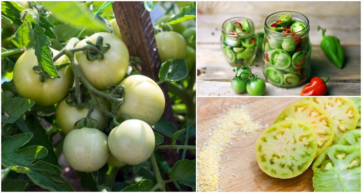 21 Green Tomato Recipes For Using Unripe Tomatoes