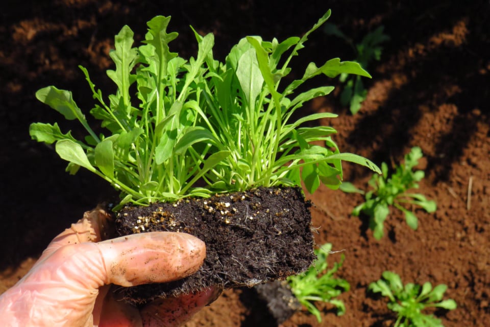 FastGrowing Arugula How To Grow, Harvest and Eat It