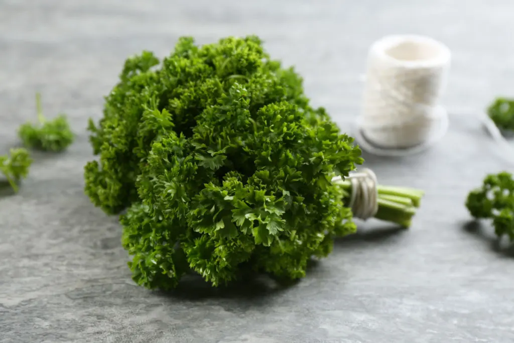 A large bunch of curly leaf parsley laying on a granite countertop. 