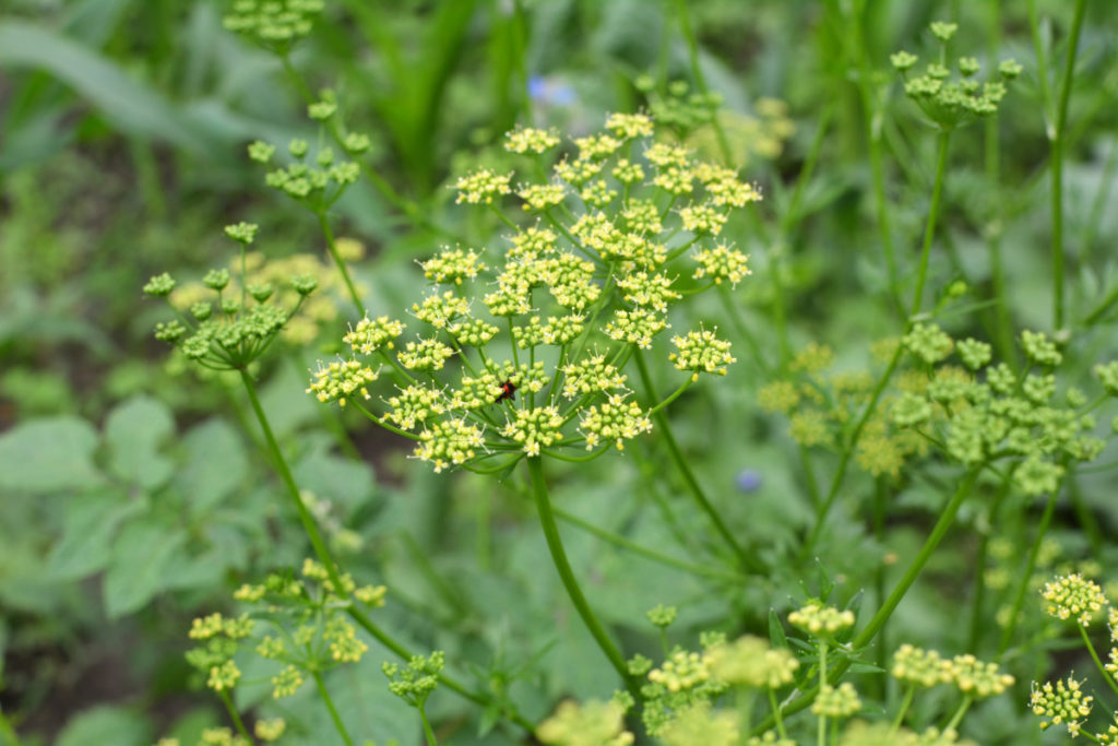 Yellow parsley flowers on a parsley plant that's been left to go to seed. 