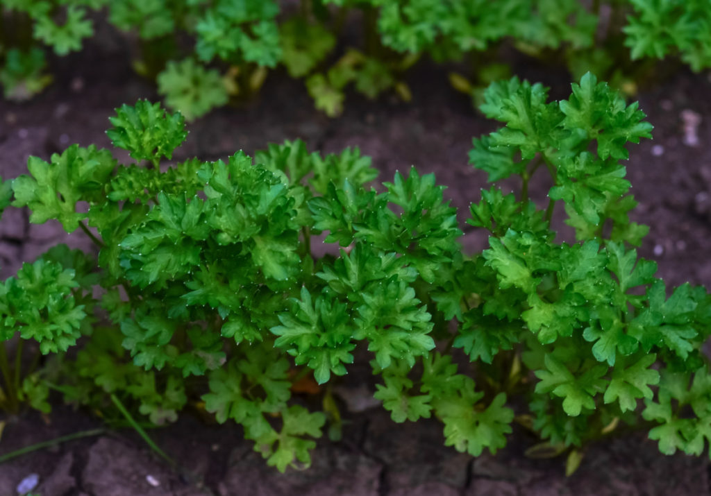Close up of deep green flat leaf parsley growing in a garden.