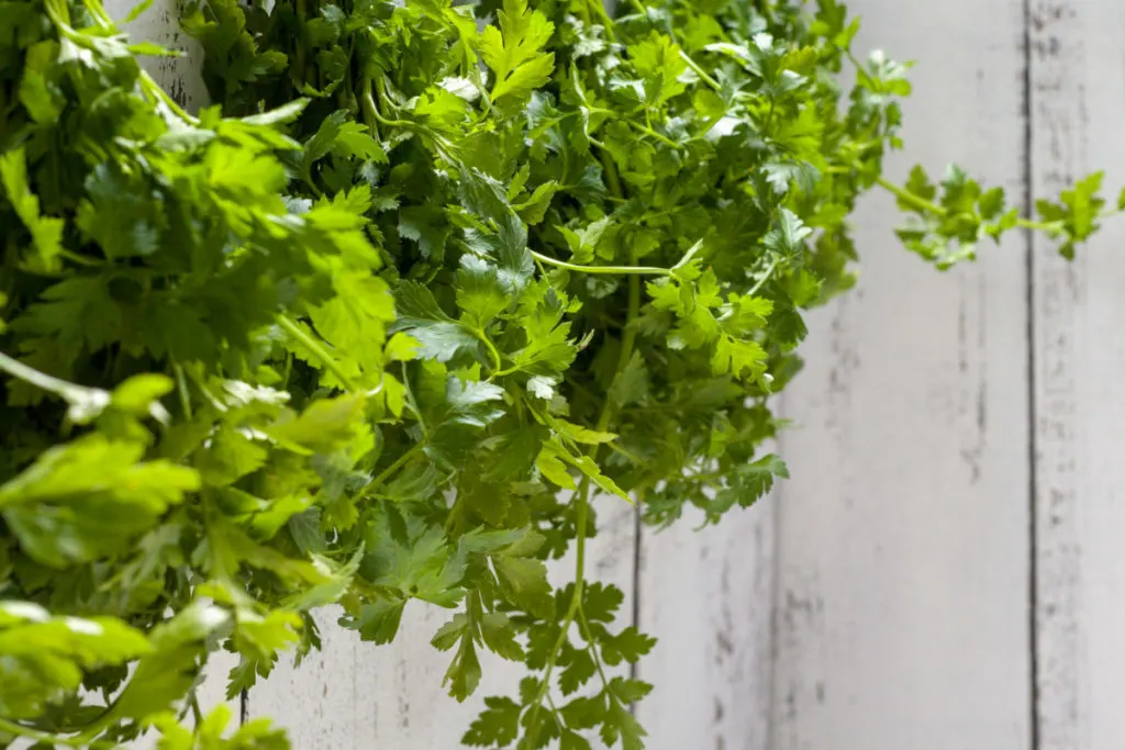 Hanging bunches of flat leaf parsley drying against a white wood background.
