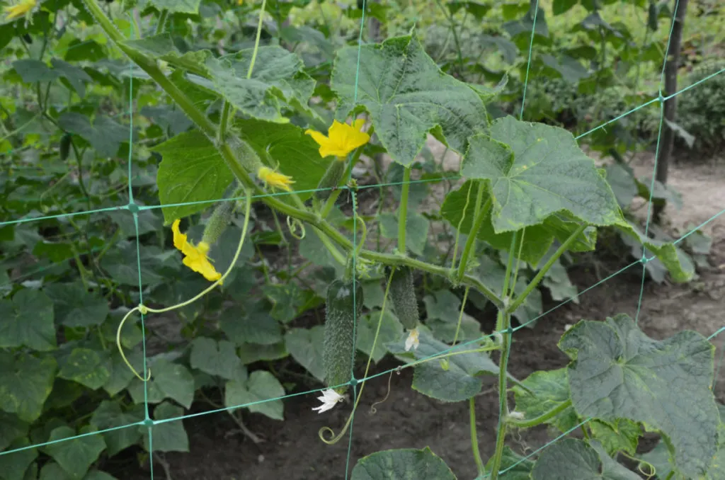 A cucumber vine climbing up netting in  a garden.