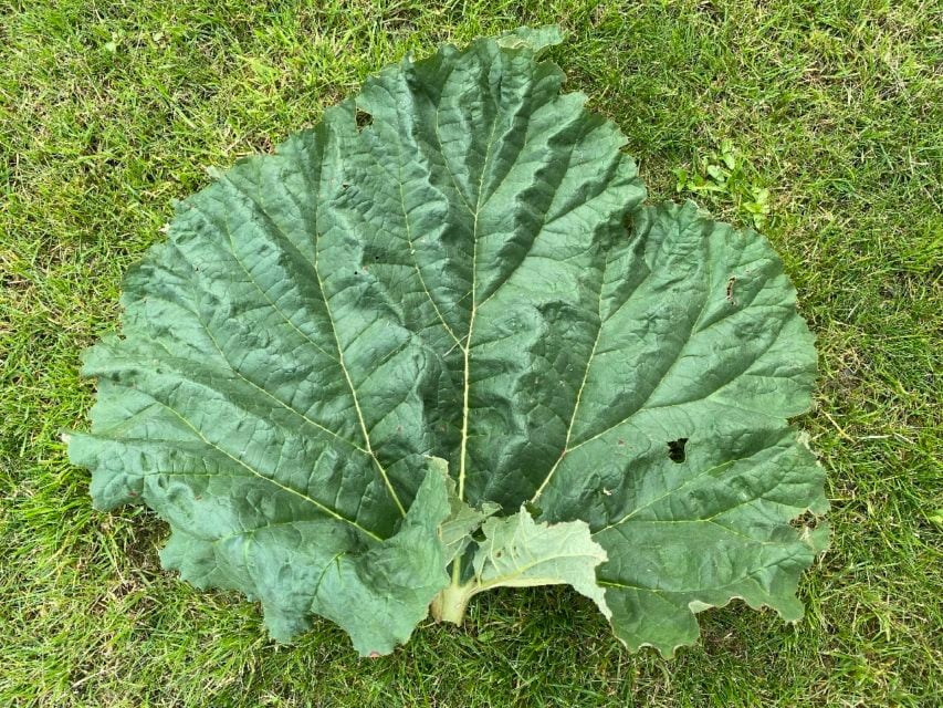 7 Surprisingly Brilliant Uses For Rhubarb Leaves