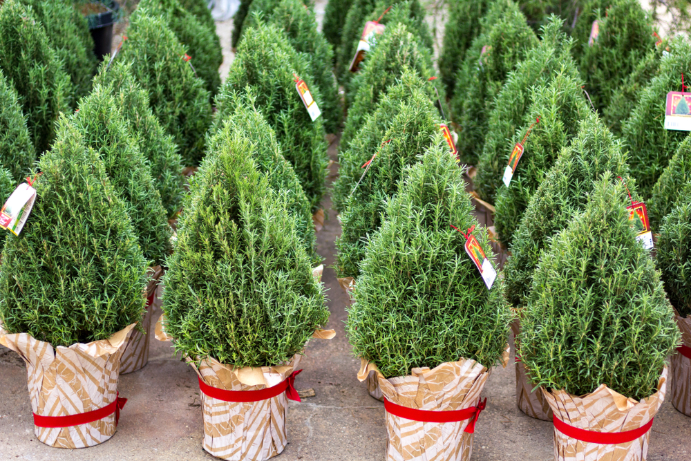 Rosemary shrubs trimmed to look like pet-safe Christmas trees.