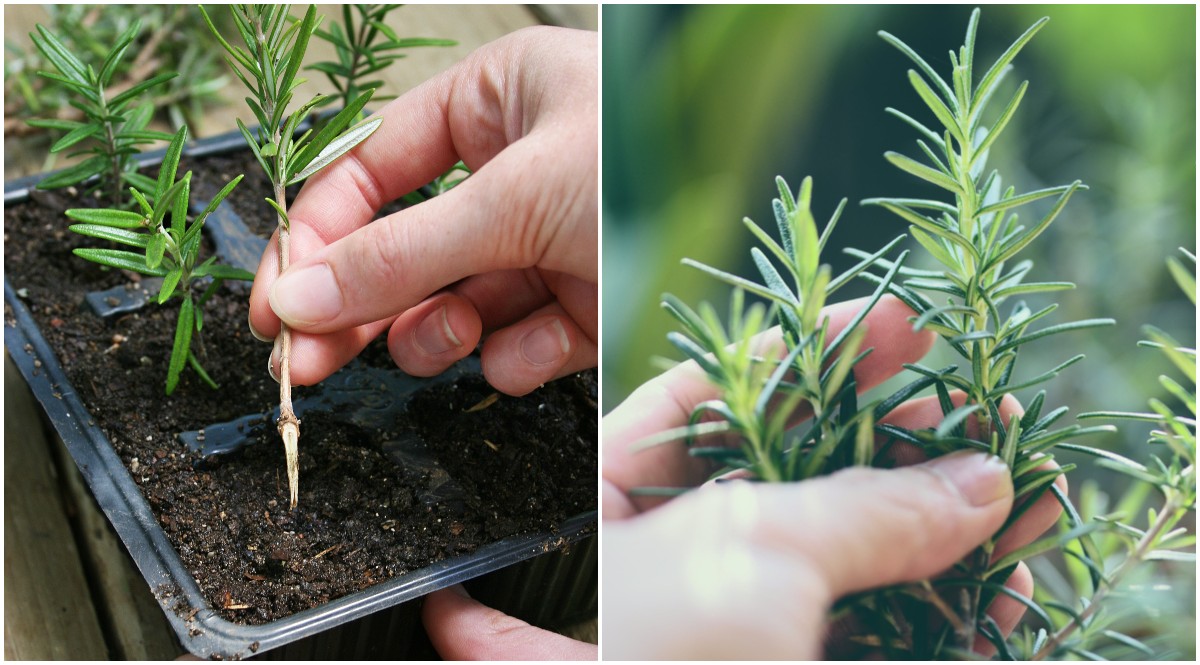 How To Grow Rosemary From Seed Or Cuttings - Everything You Need To Know