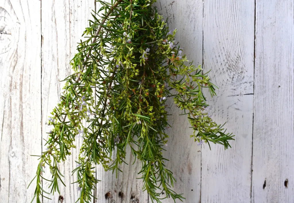 How to Create Rosemary Plants from the Produce Aisle — The Coeur d