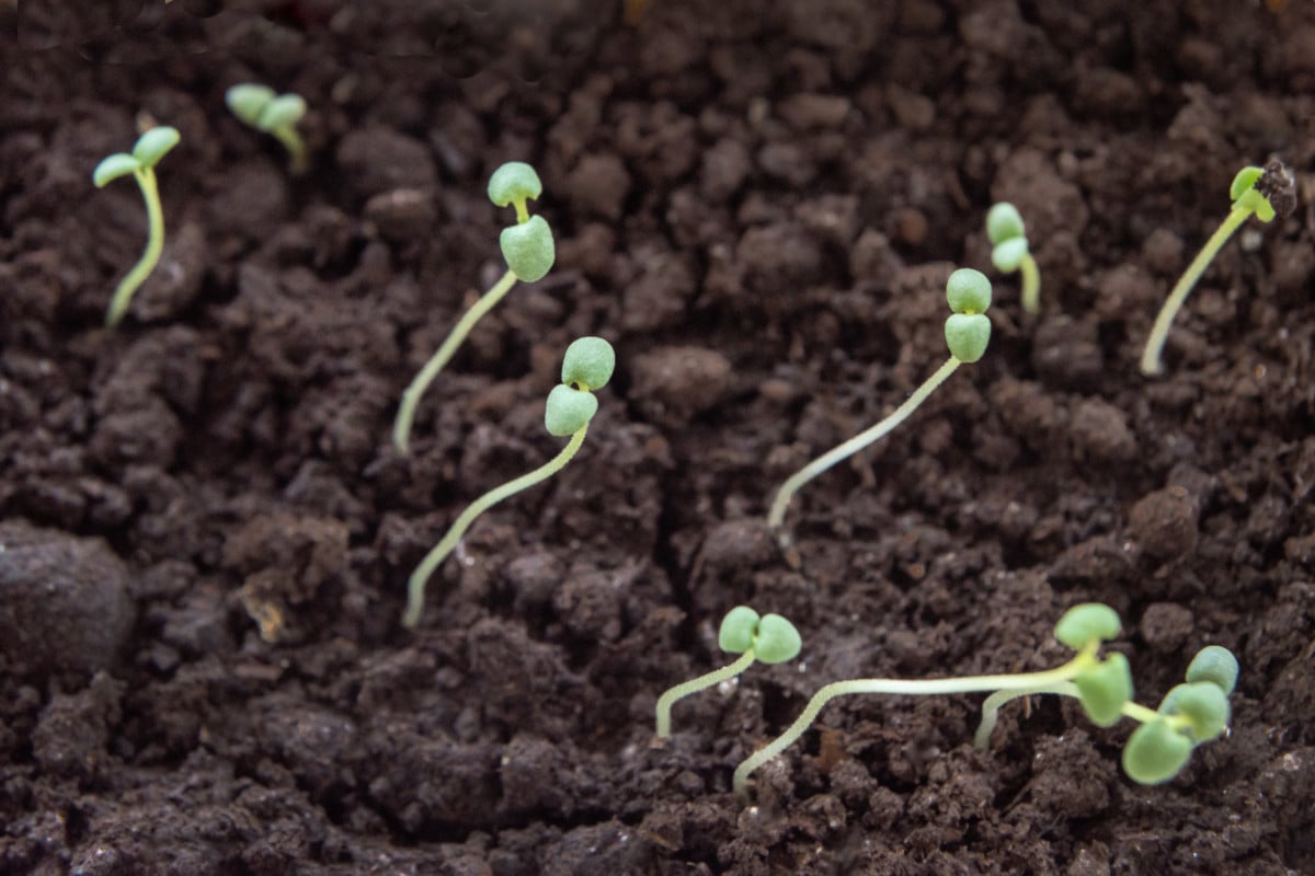 How To Grow Rosemary From Seed Or Cuttings Everything You Need To Know