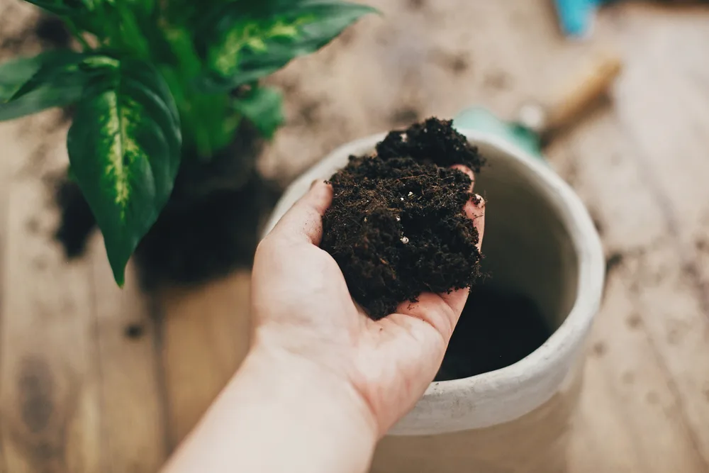 Hand holding potting soil over a pot, unpotted houseplant in the distance.