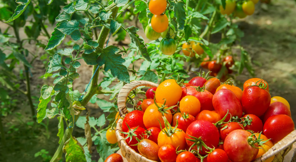 basket of tomatoes in a garden