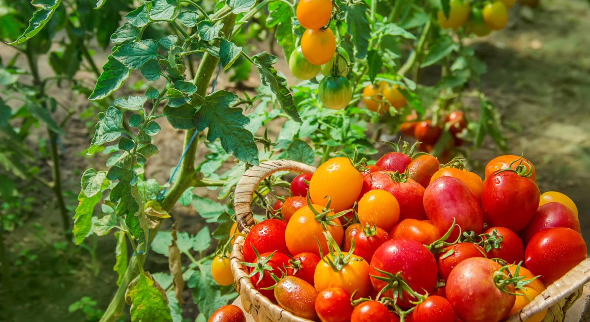 tomato-basket.jpg