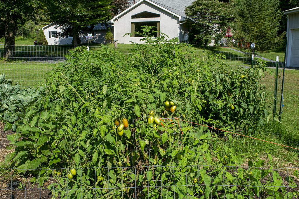 A mass of Amish paste tomatoes with the cages held up by string tied to the fence post.
