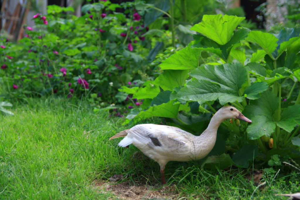 A buff colored duck eats squash bugs off of a zucchini plant leaf in a country garden. Purple flowers grow in the background. 