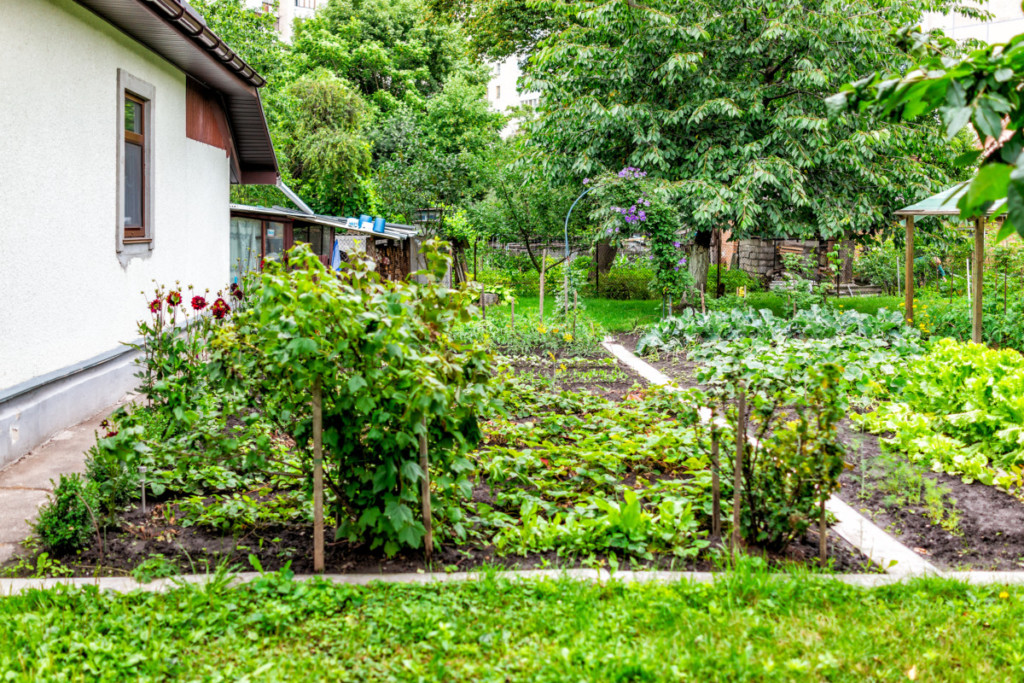 A lush backyard vegetable garden with cement paver paths. There is a pergola in the back right of the photo. The garden borders a house on the left. There is a woodshed in the far background.