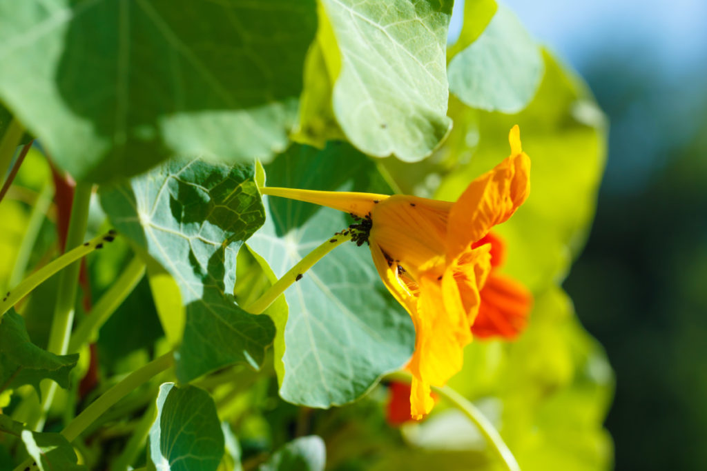 Close up of orange nasturtium flower covered in tiny flea beetles. The plant is in the sunshine, the background is blurred. 
