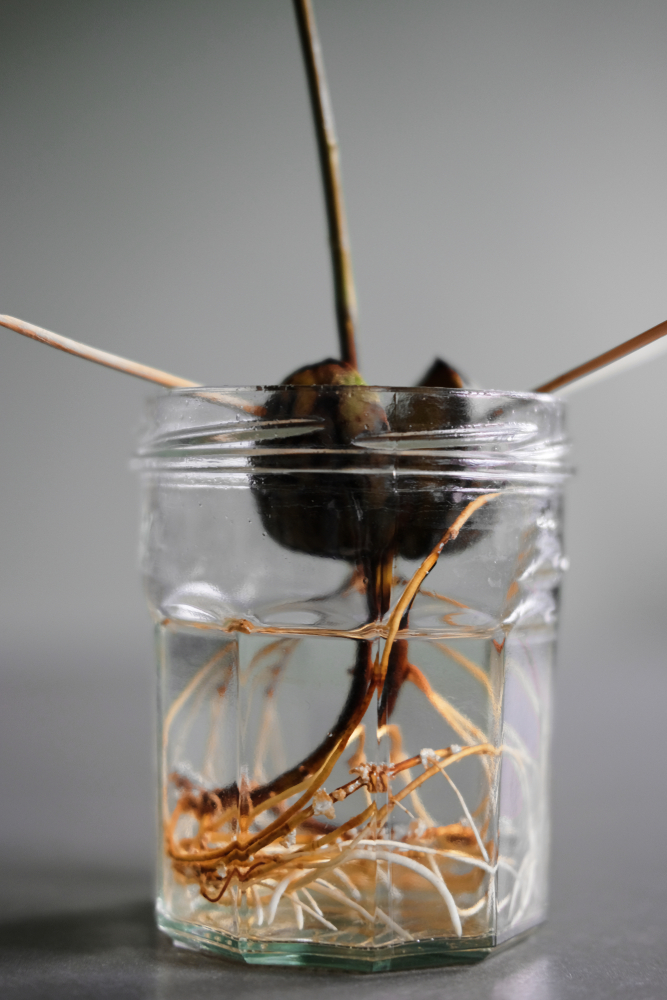 An empty jam jar filled with water. There is an avocado pit suspended by toothpicks in the water. Roots from the seed fill the bottom of the glass. 