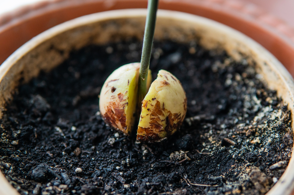 View of a pot of dirt with an avocado seedling sprouting from it.