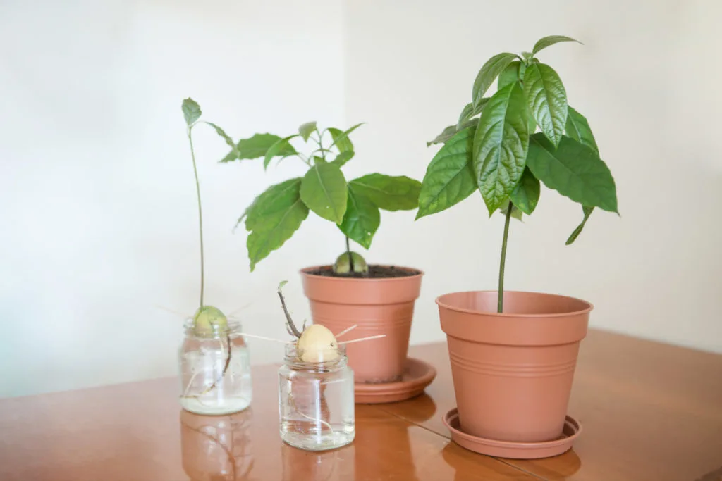 Four stages of avocado tree growth represented. A jar of water with an avocado seed suspended in it. Another jar with the seedling coming up out of the cracked seed. A pot with a small avocado tree seedling in it. A fourth pot with a small avocado tree growing in it.