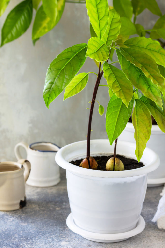 Two small avocado trees growing in a white pot. There are watering cans in the background. 