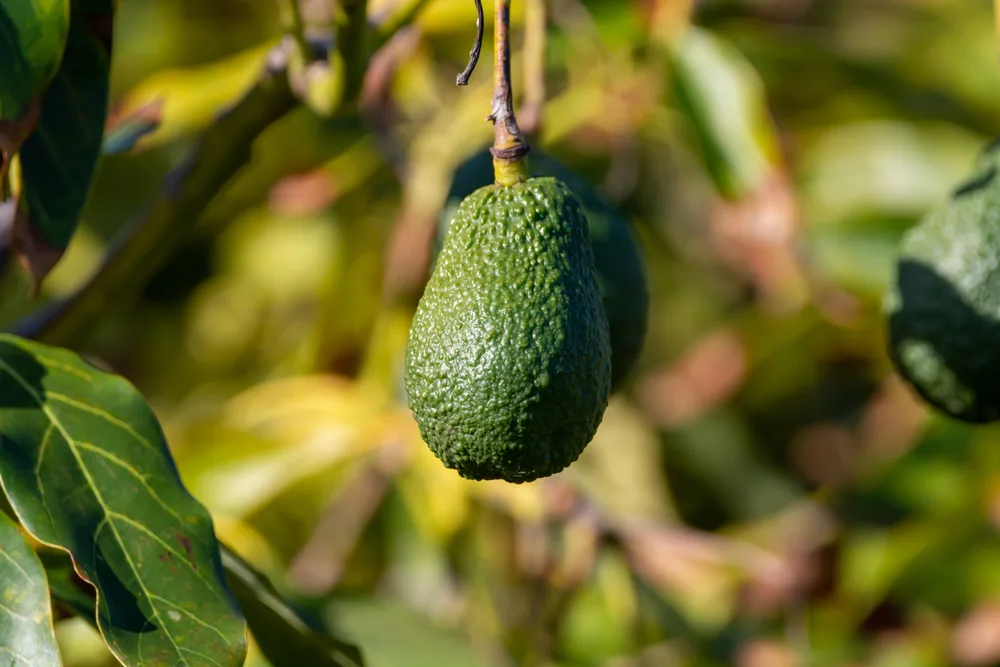 A ripe avocado hanging from the tree in the sunshine. 