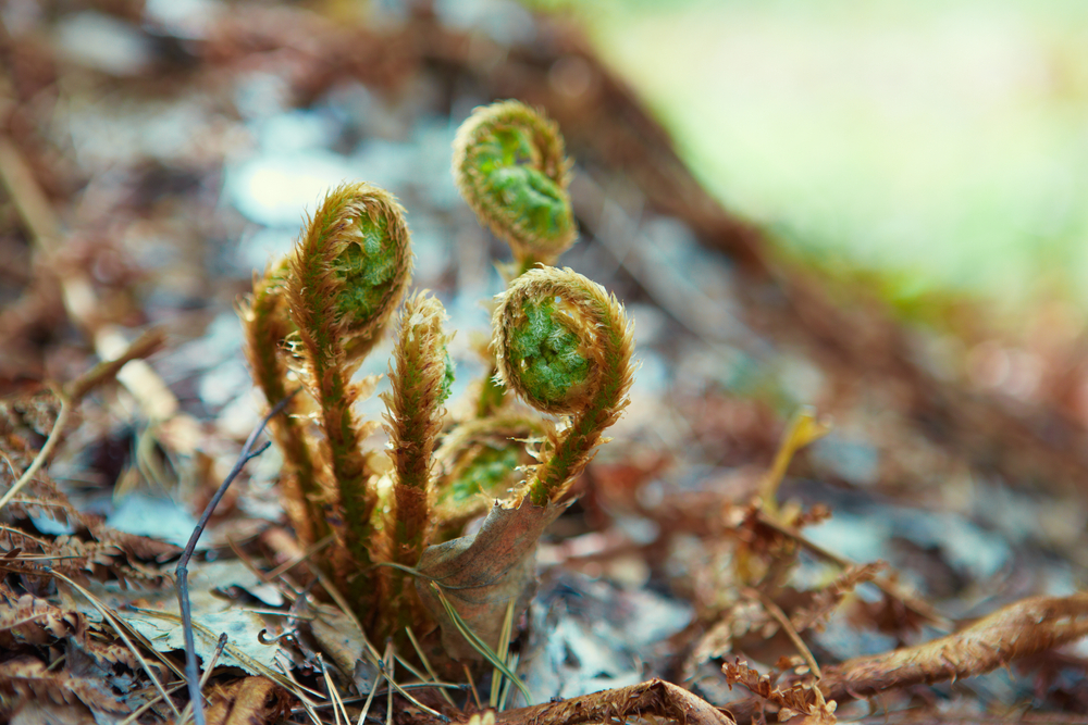 Small fiddleheads growing from the ground, covered in brown papery fuzz. 