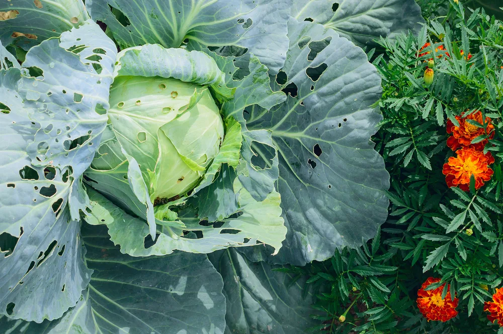 Large cabbage head with holes in the leaves