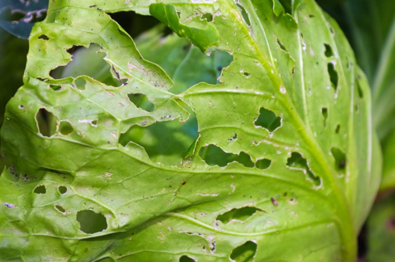 Cabbage Looper How To Identify & Control These Cabbage Pests