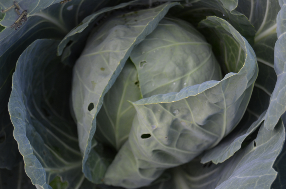 Cabbage with cabbage looper larvae on the leaves