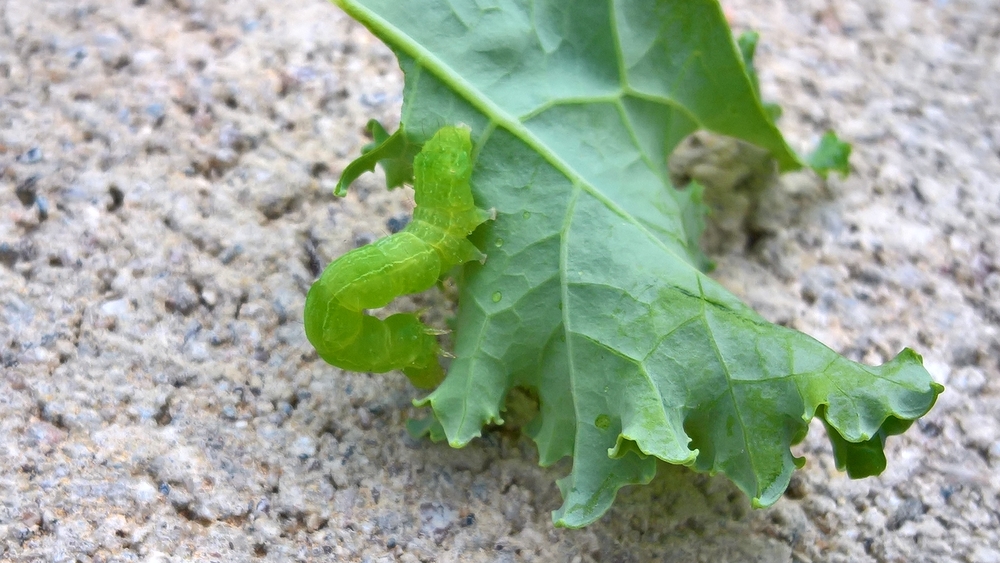 A tiny green cabbage looper on a piece of kale.