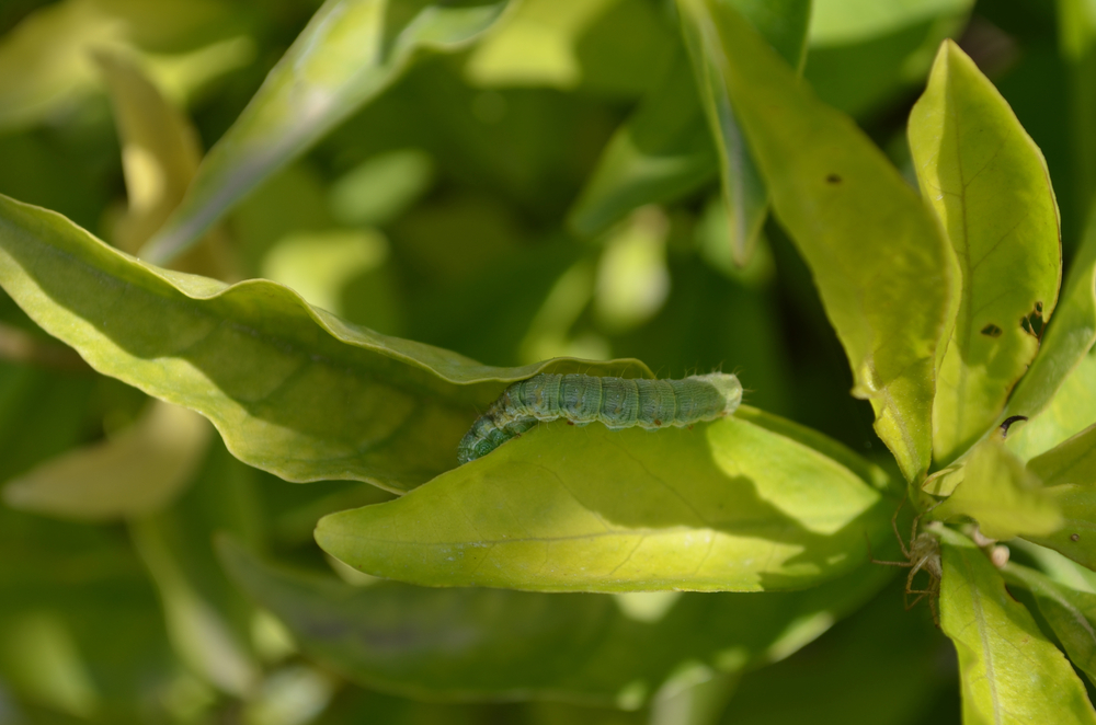 Mature cabbage looper caterpillar on leaf.