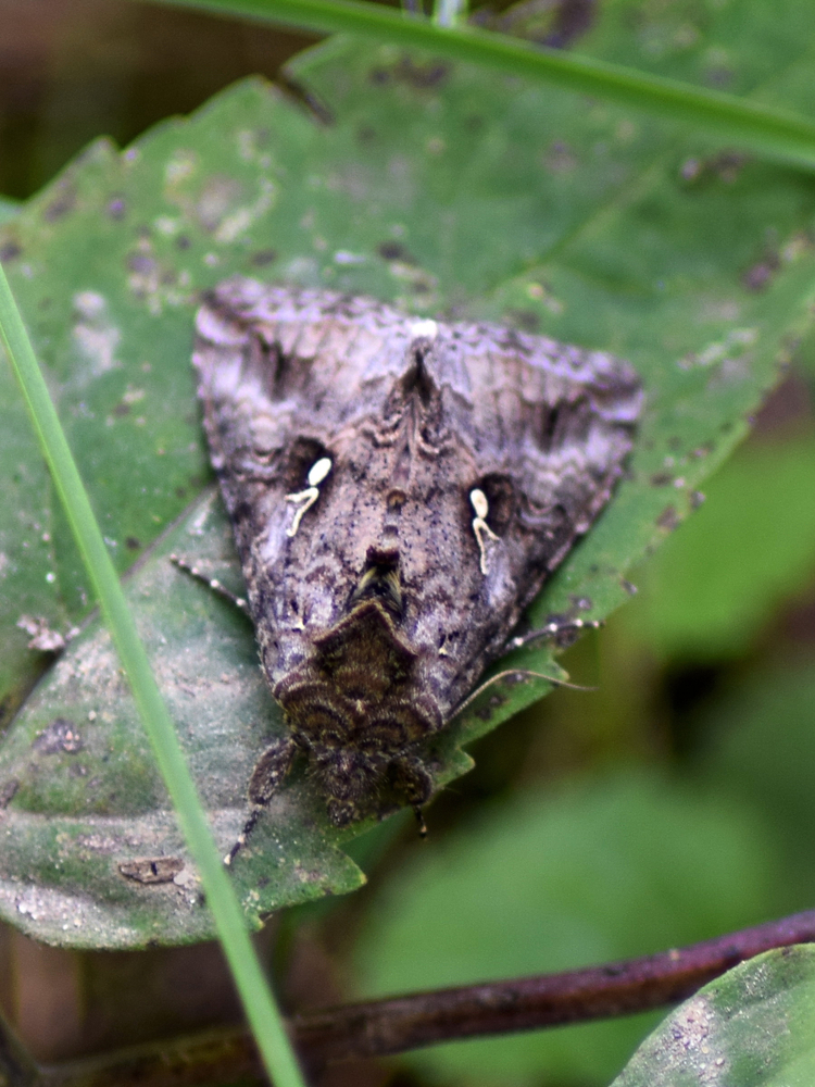 Dark brown and spotted cabbage looper moth.