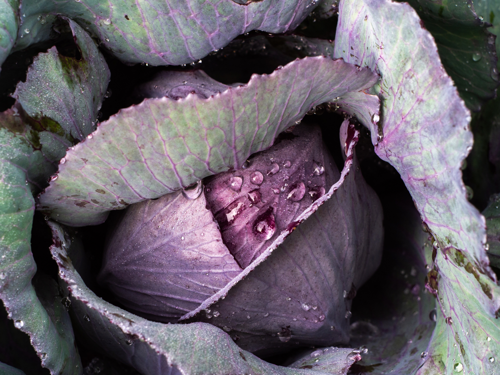 Red cabbage head with drops of dew.