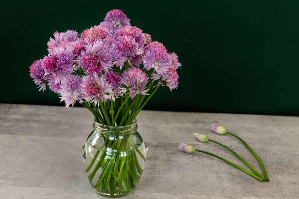 A vase full of freshly picked chives with the purple flowers on top. 