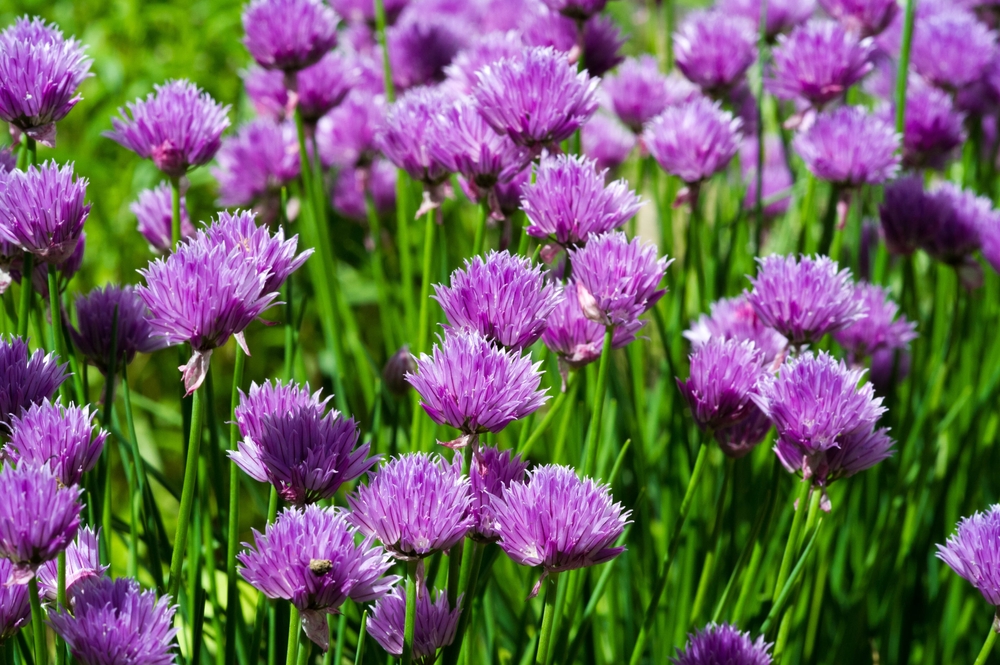 Purple chive flowers grow atop chives on a sunny day.