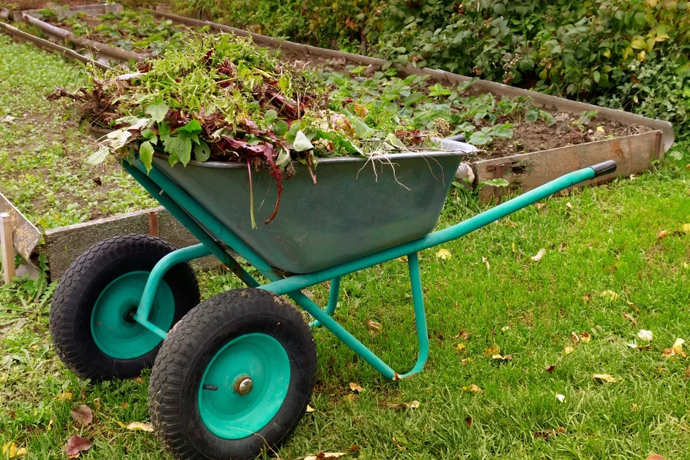 Wheelbarrow filled with weed clippings
