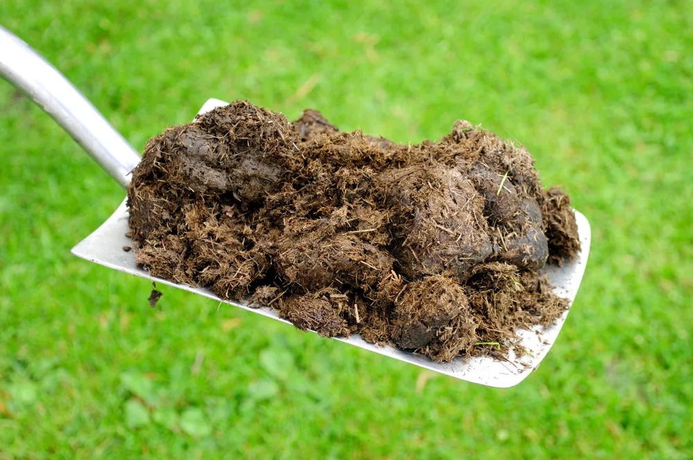 4 Reasons To Stop Using Peat Moss & 7 Sustainable Alternatives