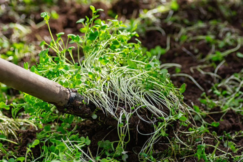 A shovel digging up tiny mustard shoots used as a green cover crop