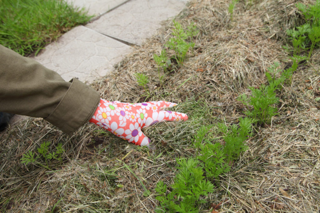 a hand waring a gardening glove putting grass clippings over carrot shoots.