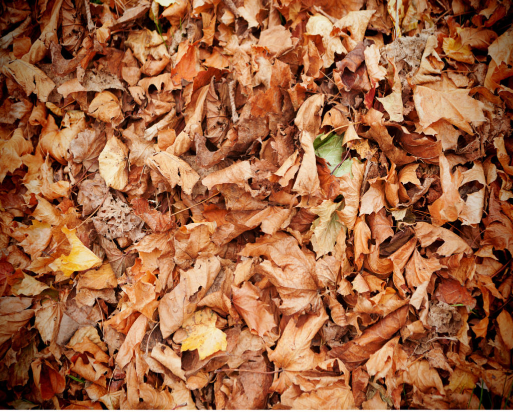 Close up of a pile of leaves.
