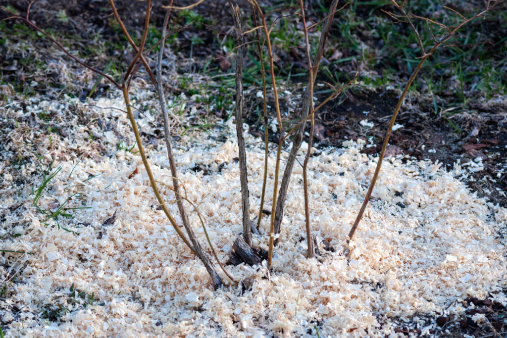 Sawdust sprinkled at the base of a blueberry bush.