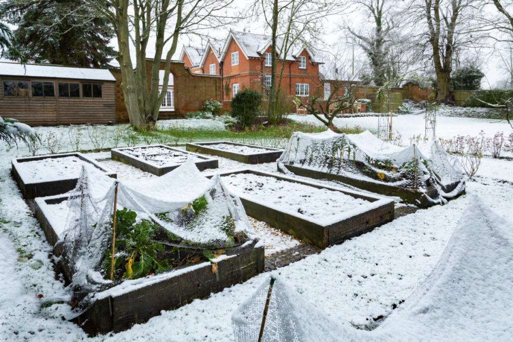Tidy raised garden beds all covered in snow.