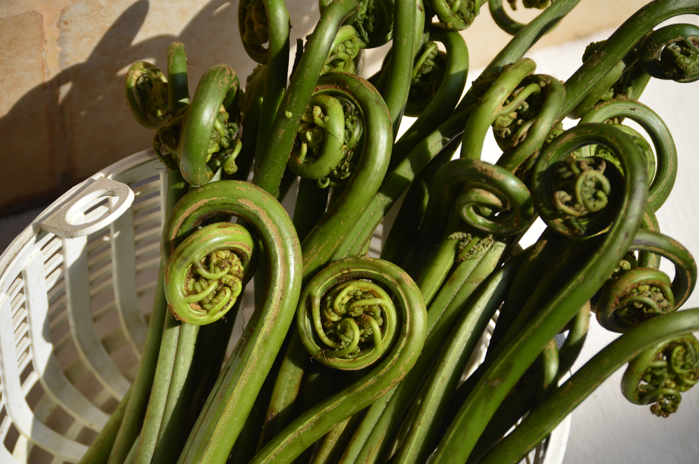 Cleaned fiddleheads in a basket.
