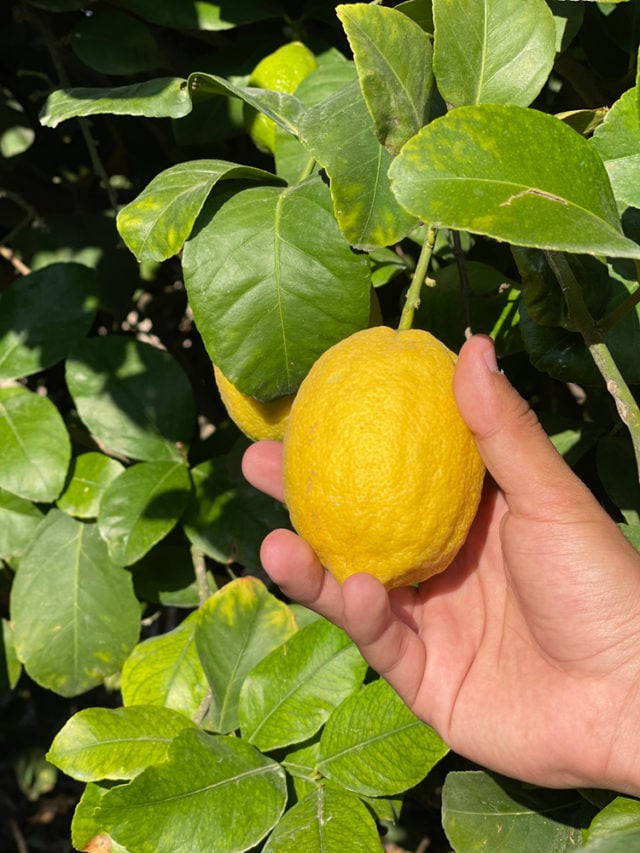 7 Uses For Citrus Leaves You've Got To Try